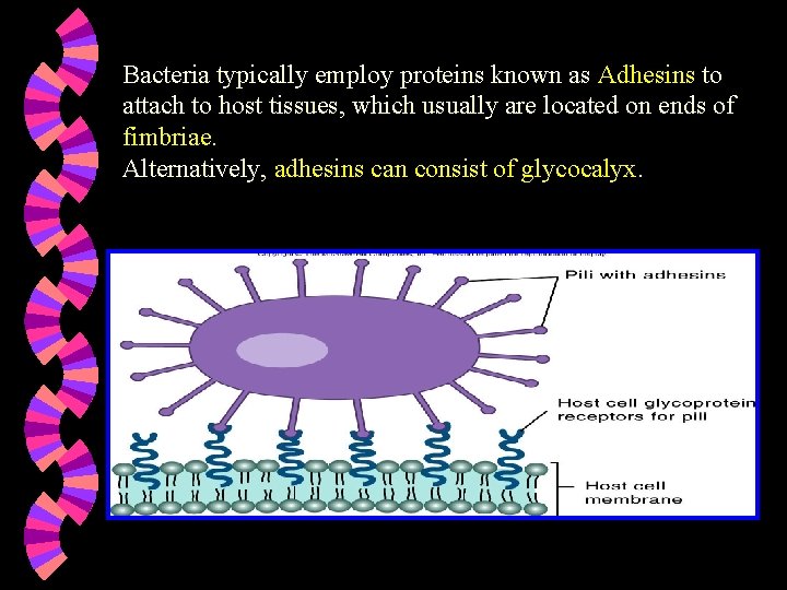 Bacteria typically employ proteins known as Adhesins to attach to host tissues, which usually