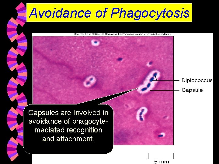 Avoidance of Phagocytosis Capsules are Involved in avoidance of phagocytemediated recognition and attachment. 