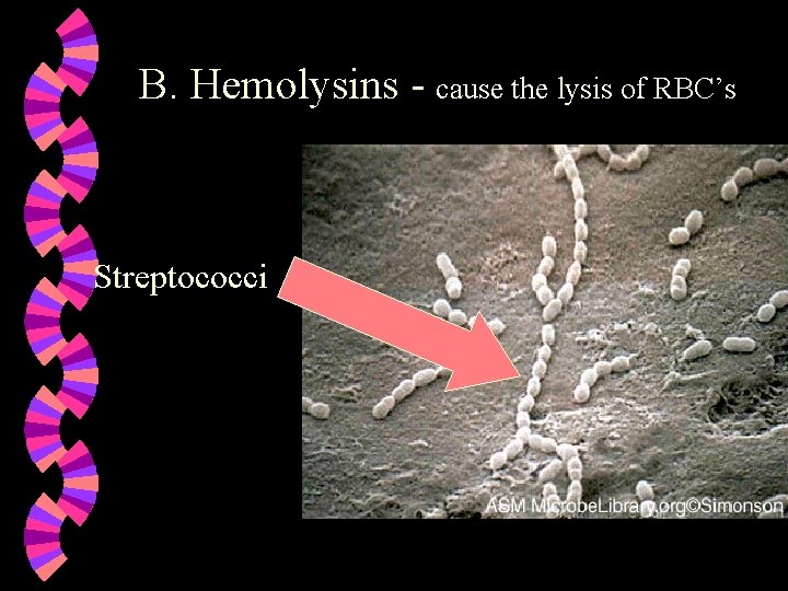 B. Hemolysins - cause the lysis of RBC’s Streptococci 