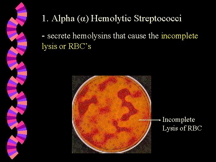 1. Alpha (α) Hemolytic Streptococci - secrete hemolysins that cause the incomplete lysis or