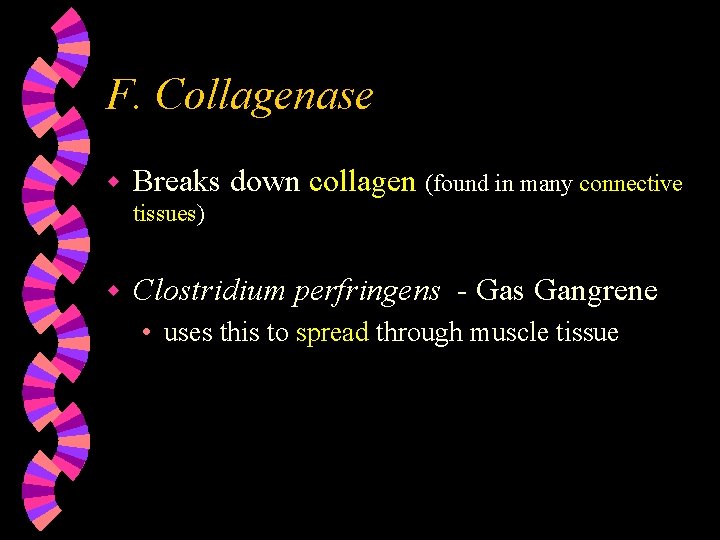 F. Collagenase w Breaks down collagen (found in many connective tissues) w Clostridium perfringens