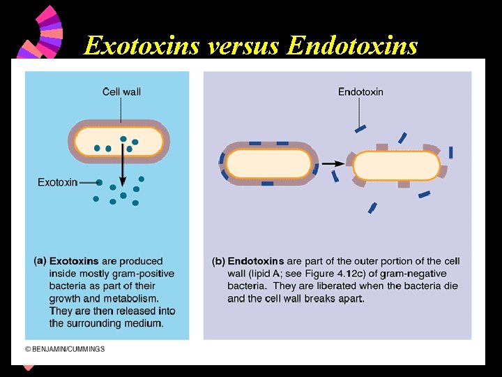 Exotoxins versus Endotoxins 