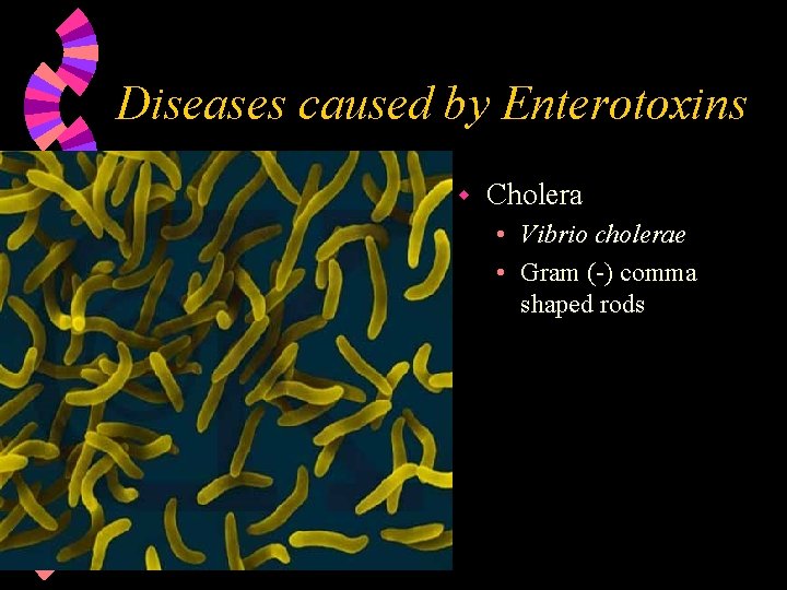 Diseases caused by Enterotoxins w Cholera • Vibrio cholerae • Gram (-) comma shaped