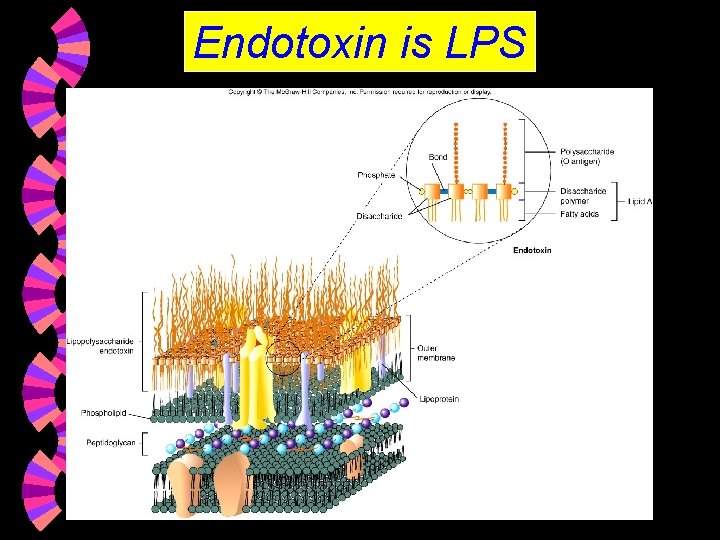 Endotoxin is LPS 