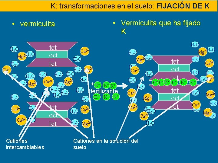 K: transformaciones en el suelo: FIJACIÓN DE KK • Vermiculita que ha fijado K