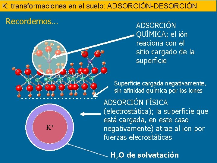 K: transformaciones en el suelo: ADSORCIÓN-DESORCIÓN Recordemos… ADSORCIÓN QUÍMICA; el ión reaciona con el