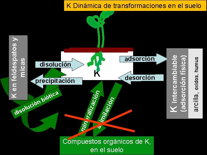 K ilac ión asi m liza ció era lu o s di n ó