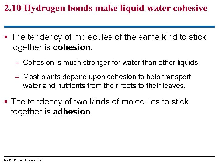 2. 10 Hydrogen bonds make liquid water cohesive § The tendency of molecules of