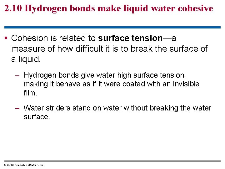 2. 10 Hydrogen bonds make liquid water cohesive § Cohesion is related to surface