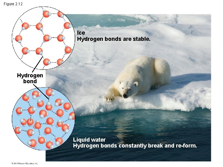 Figure 2. 12 Ice Hydrogen bonds are stable. Hydrogen bond Liquid water Hydrogen bonds