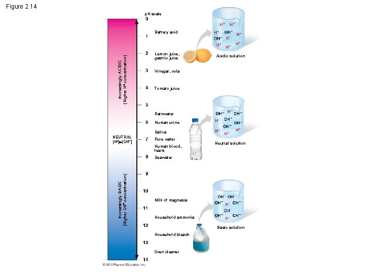 Figure 2. 14 p. H scale Increasingly ACIDIC (Higher H concentration) Battery acid Lemon