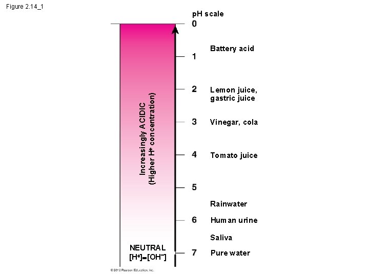 Figure 2. 14_1 p. H scale Increasingly ACIDIC (Higher H concentration) Battery acid Lemon