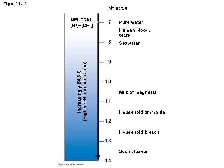 Figure 2. 14_2 p. H scale NEUTRAL [H ] [OH ] Pure water Human