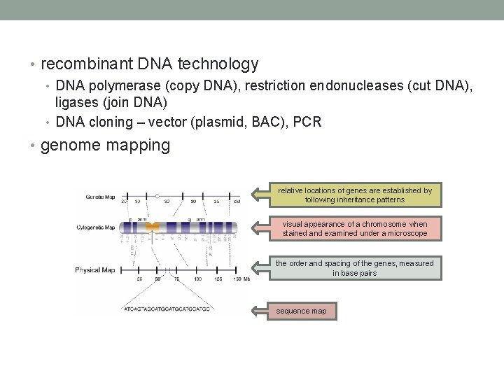  • recombinant DNA technology • DNA polymerase (copy DNA), restriction endonucleases (cut DNA),