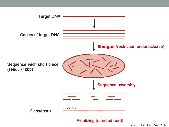 Target DNA Copies of target DNA Shotgun (restriction endonuclease) Sequence each short piece (read,