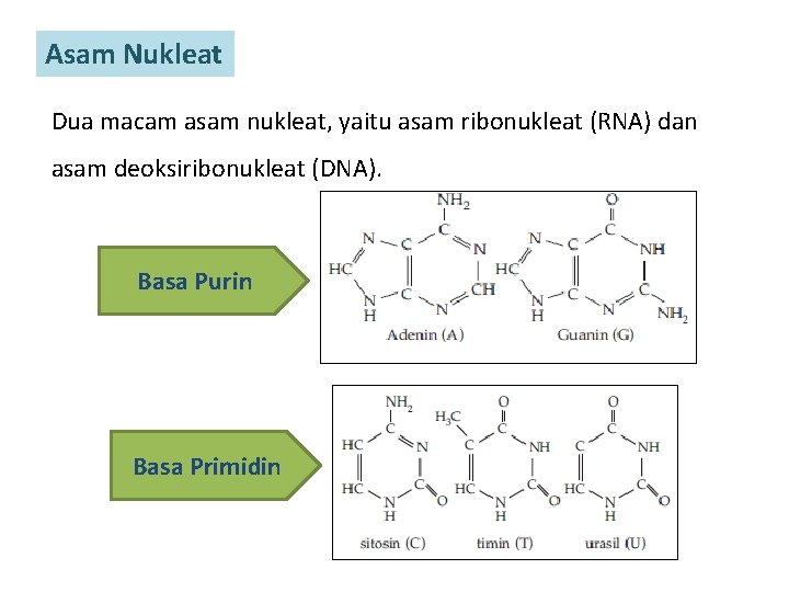 Asam Nukleat Dua macam asam nukleat, yaitu asam ribonukleat (RNA) dan asam deoksiribonukleat (DNA).
