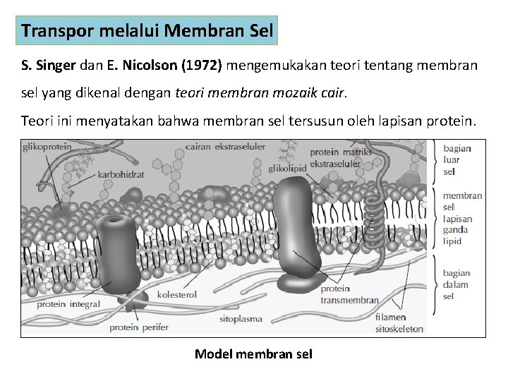 Transpor melalui Membran Sel S. Singer dan E. Nicolson (1972) mengemukakan teori tentang membran