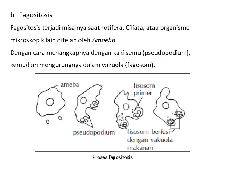 b. Fagositosis terjadi misalnya saat rotifera, Ciliata, atau organisme mikroskopik lain ditelan oleh Amoeba.