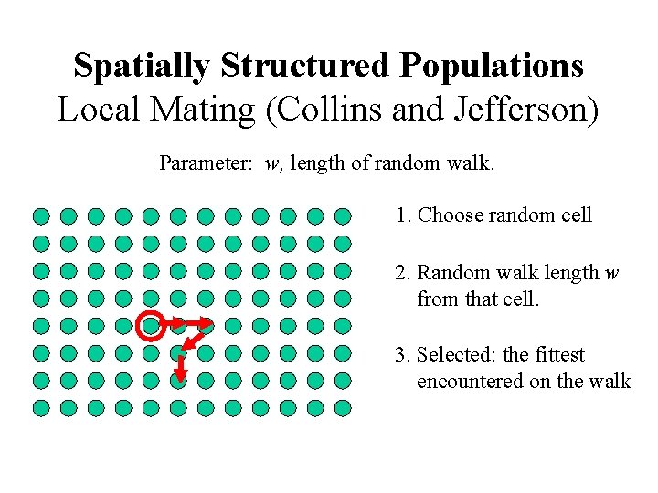 Spatially Structured Populations Local Mating (Collins and Jefferson) Parameter: w, length of random walk.