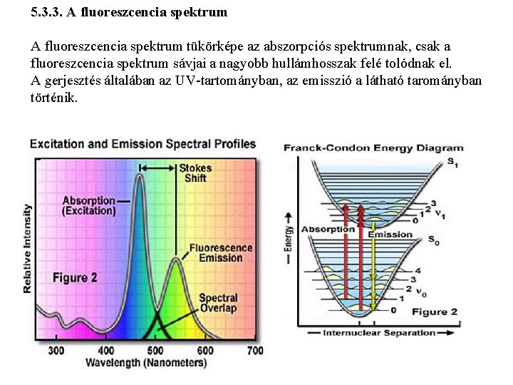 5. 3. 3. A fluoreszcencia spektrum tükörképe az abszorpciós spektrumnak, csak a fluoreszcencia spektrum