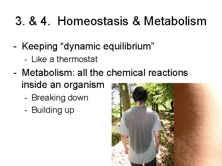 3. & 4. Homeostasis & Metabolism - Keeping “dynamic equilibrium” - Like a thermostat