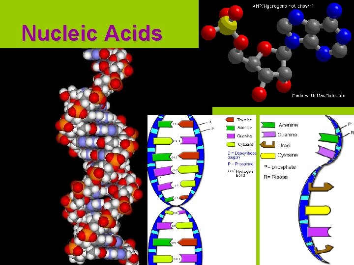 Nucleic Acids 