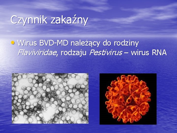 Czynnik zakaźny • Wirus BVD-MD należący do rodziny Flaviviridae, rodzaju Pestivirus – wirus RNA