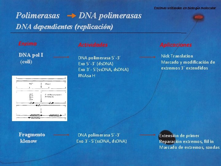 Enzimas utilizadas en biología molecular Polimerasas DNA polimerasas DNA dependientes (replicación) Enzima DNA pol