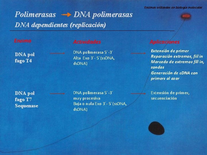 Enzimas utilizadas en biología molecular Polimerasas DNA polimerasas DNA dependientes (replicación) Enzima Actividades Aplicaciones