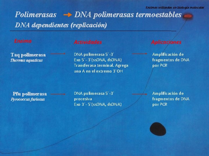 Enzimas utilizadas en biología molecular Polimerasas DNA polimerasas termoestables DNA dependientes (replicación) Enzima Taq