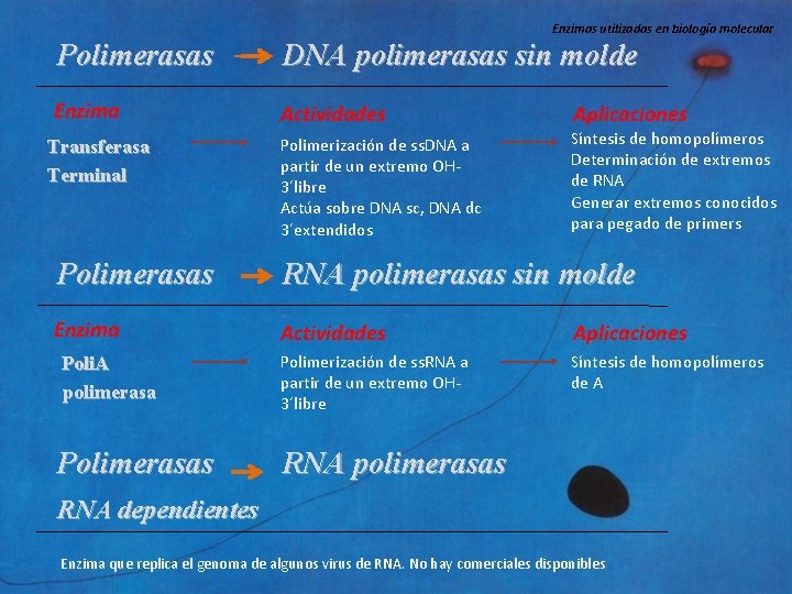 Enzimas utilizadas en biología molecular Polimerasas DNA polimerasas sin molde Enzima Actividades Aplicaciones Polimerización