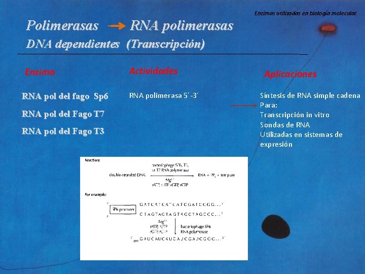 Enzimas utilizadas en biología molecular Polimerasas RNA polimerasas DNA dependientes (Transcripción) Enzima RNA pol