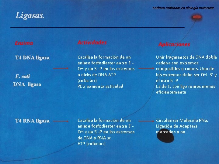 Enzimas utilizadas en biología molecular Ligasas. Enzima Actividades T 4 DNA ligasa Cataliza la