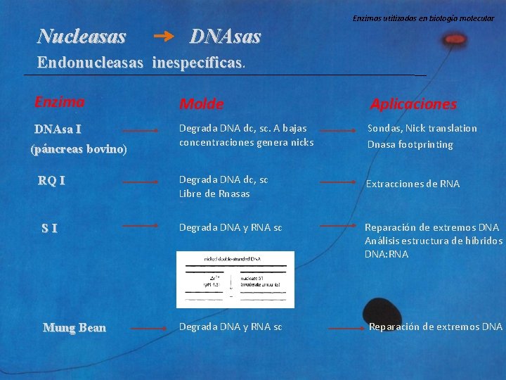 Enzimas utilizadas en biología molecular Nucleasas DNAsas Endonucleasas inespecíficas Enzima Molde Aplicaciones DNAsa I