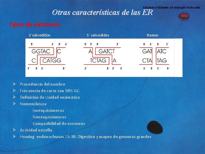 Enzimas utilizadas en biología molecular Otras características de las ER Tipos de extremos 3´extendidos
