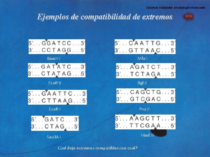 Enzimas utilizadas en biología molecular Ejemplos de compatibilidad de extremos Bam. H I Mfe