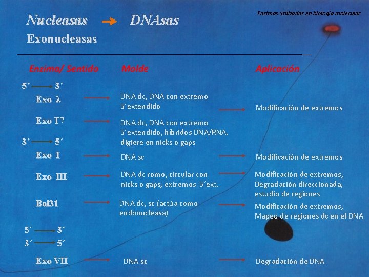 Nucleasas DNAsas Enzimas utilizadas en biología molecular Exonucleasas Enzima/ Sentido 5´ 3´ Exo λ