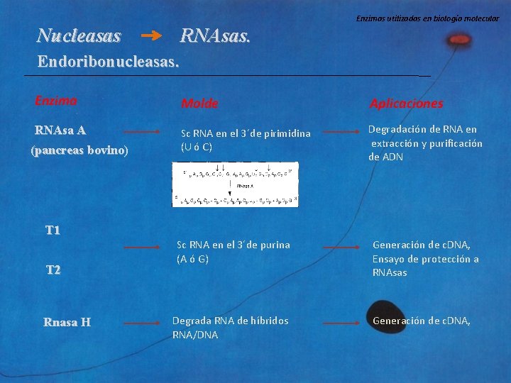 Enzimas utilizadas en biología molecular Nucleasas RNAsas. Endoribonucleasas. Enzima Molde Aplicaciones RNAsa A Sc