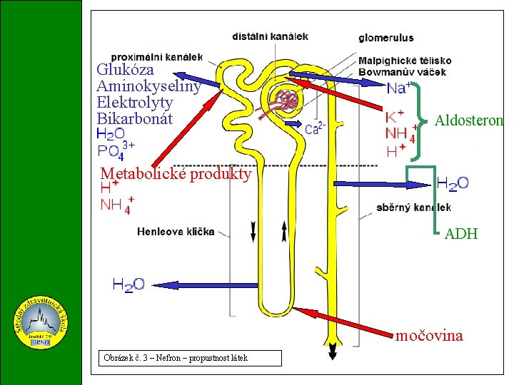 Glukóza Aminokyseliny Elektrolyty Bikarbonát Aldosteron Metabolické produkty ADH močovina Obrázek č. 3 – Nefron