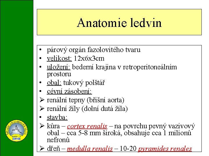 Anatomie ledvin • párový orgán fazolovitého tvaru • velikost: 12 x 6 x 3