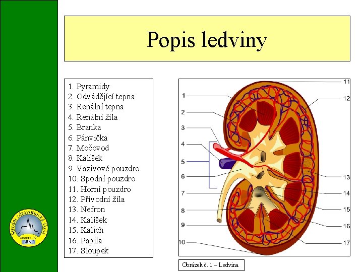 Popis ledviny 1. Pyramidy 2. Odvádějící tepna 3. Renální tepna 4. Renální žíla 5.