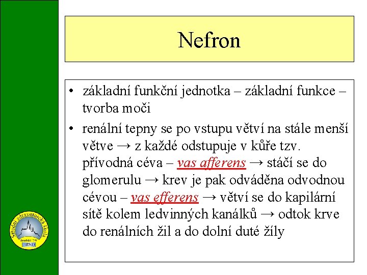 Nefron • základní funkční jednotka – základní funkce – tvorba moči • renální tepny