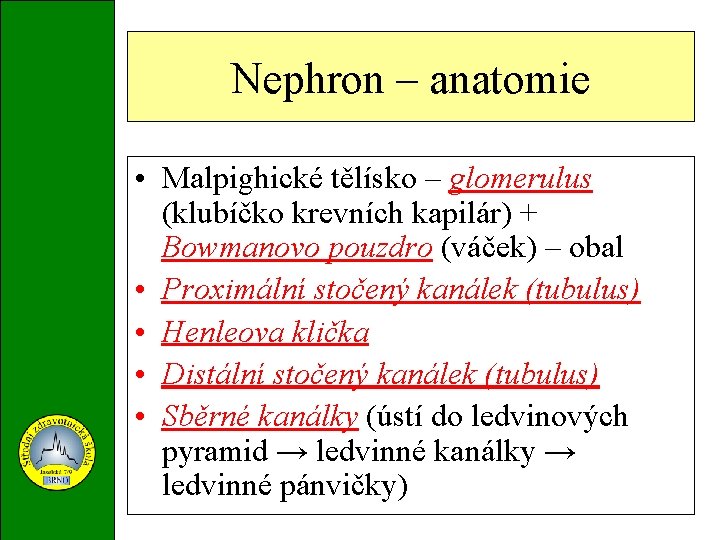 Nephron – anatomie • Malpighické tělísko – glomerulus (klubíčko krevních kapilár) + Bowmanovo pouzdro