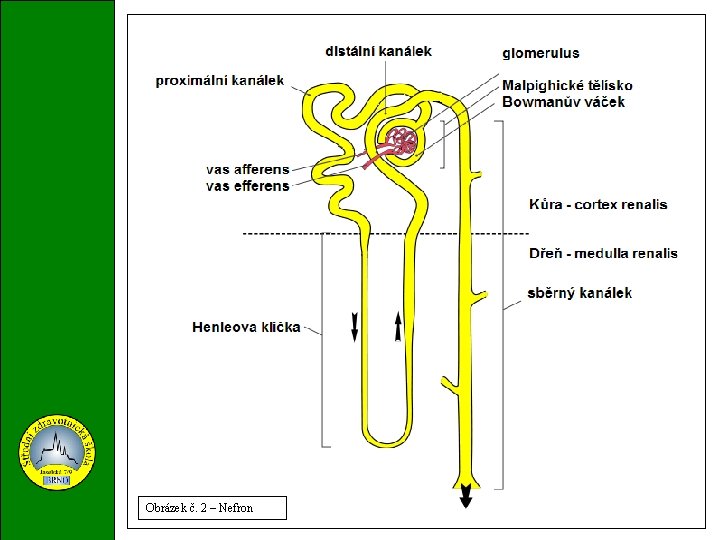 Obrázek č. 2 – Nefron 