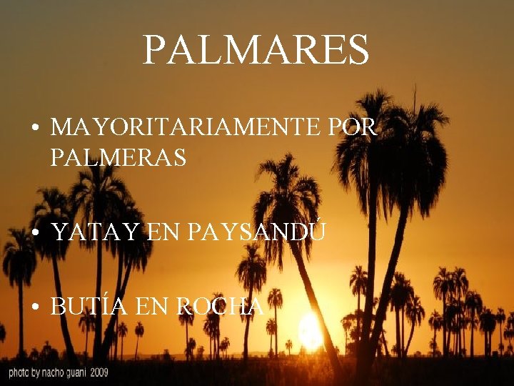 PALMARES • MAYORITARIAMENTE POR PALMERAS • YATAY EN PAYSANDÚ • BUTÍA EN ROCHA 