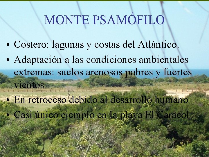 MONTE PSAMÓFILO • Costero: lagunas y costas del Atlántico. • Adaptación a las condiciones