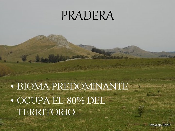 PRADERA • BIOMA PREDOMINANTE • OCUPA EL 80% DEL TERRITORIO 