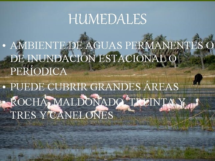 HUMEDALES • AMBIENTE DE AGUAS PERMANENTES O DE INUNDACIÓN ESTACIONAL O PERÍODICA • PUEDE