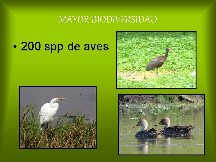 MAYOR BIODIVERSIDAD • 200 spp de aves 