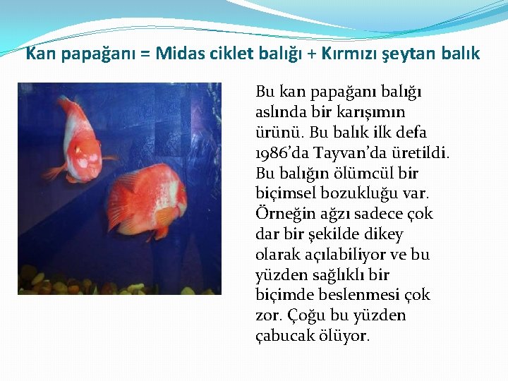 Kan papağanı = Midas ciklet balığı + Kırmızı şeytan balık Bu kan papağanı balığı